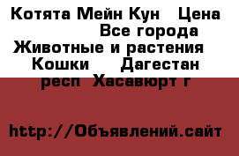 Котята Мейн Кун › Цена ­ 15 000 - Все города Животные и растения » Кошки   . Дагестан респ.,Хасавюрт г.